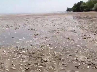 В Каховском водохранилище произошла массовая гибель рыбы. Видео