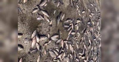 «Рукотворный экоцид»: из-за подрыва Каховской ГЭС на Днепропетровщине произошел массовый мор рыбы