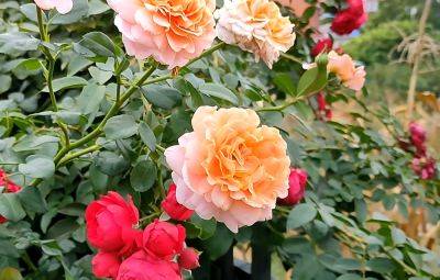 Ваши розы полностью завянут: как ни в коем случае нельзя поливать "королеву сада"