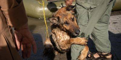 Обнимает лапами своего спасителя. Херсонская собака, которую вытащили из днепровской воды, благодарит за спасение — фото дня