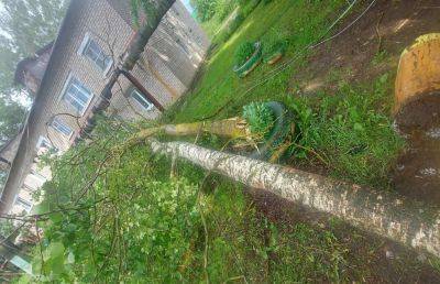 В Твери и Кимрах ураганный ветер гнет и ломает деревья