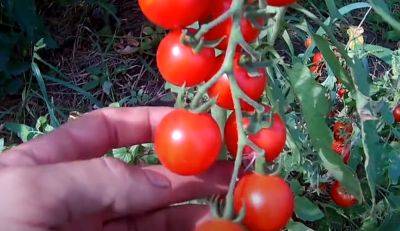 Ваши помидоры не успеют созреть и пропадут: уберите эти растения с грядок по соседству