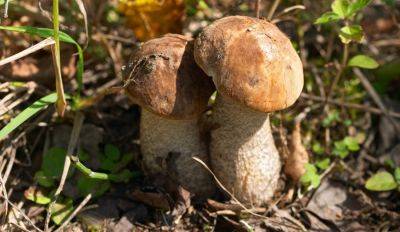 Из-за засухи в этом году может быть мало грибов