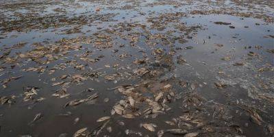 Мор рыбы в Днепропетровской области: погибли 28 тысяч карасей, береговую линию уже очистили — фото