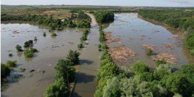 Животные обречены. Из-за подрыва Каховской ГЭС затоплено около 55 тыс. гектаров лесов Херсонщины