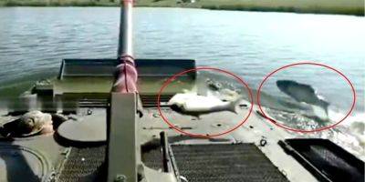 Сварили уху. Во время форсирования реки рыба запрыгнула прямо в люк украинской БМП — видео
