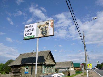 На улицах Твери появилась социальная реклама помощи бездомным животным