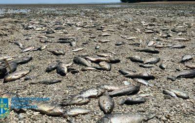 Подрыв ГЭС: в Днепропетровской области массово гибнет рыба