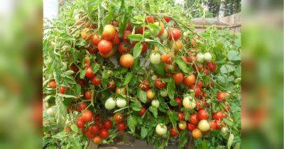 В сезон помидоров: сделайте собственное удобрение с помощью домашних средств и овощи вас поблагодарят