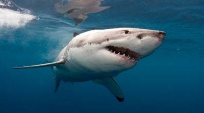 В Египте акула съела гражданина РФ