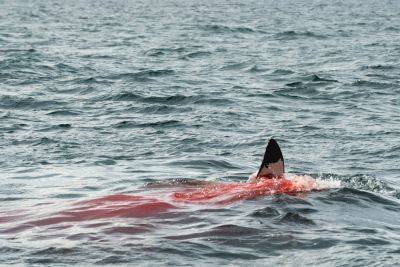 Кошмар в Хургаде: акула съела 23-летнего туриста из России на глазах у отдыхающих
