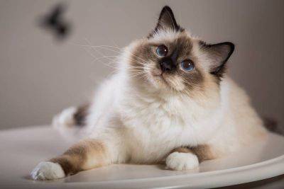 Какие породы кошек самые любезные – персидская, регдол, бирманская, британская, экзот – породы кошек для семьи - фото - apostrophe.ua - Украина