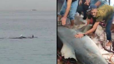Ужас в Красном море: акула убила туриста из России