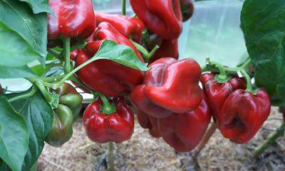 Урожай вас удивит: как вырастить крупный и сладкий болгарский перец. Попробуйте эту хитрость