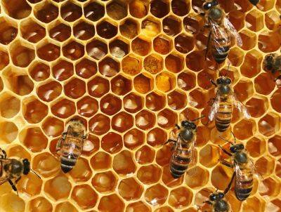 В ходе мониторинга на пасеке обнаружены больные пчелы
