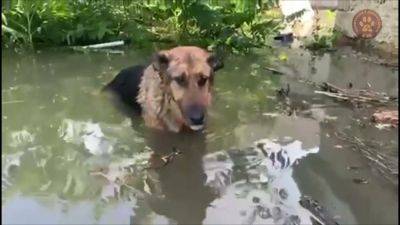 Подрыв Каховской ГЭС – жители Одессы спасли пса – кадры