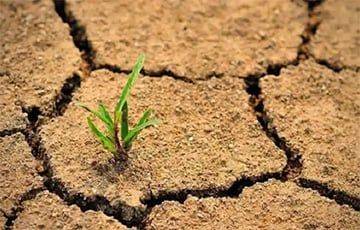В результате засухи в мае и начале июня Беларусь недополучит урожай
