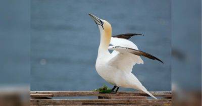 Найдено больше 3 500 мертвых птиц: стало известно о загадочном баклановом море