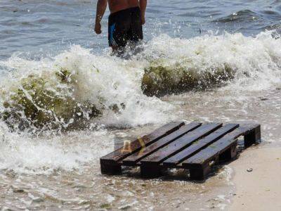 На пляжи Одессы из-под Херсона выносит обломки домов, мусор и даже животных