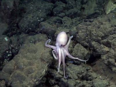 У берегов Коста-Рики обнаружен редкий глубоководный питомник осьминогов