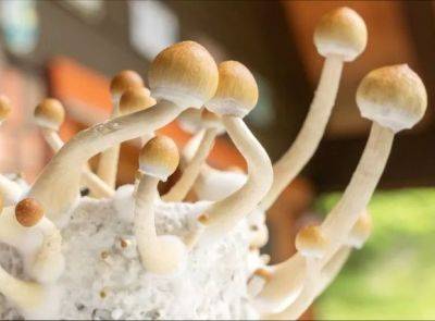 Австралия первой в мире легализовала "экстази" и "волшебные" грибы для лечения психического здоровья - unn.com.ua - США - Украина - Киев - Израиль - Австралия - Канада