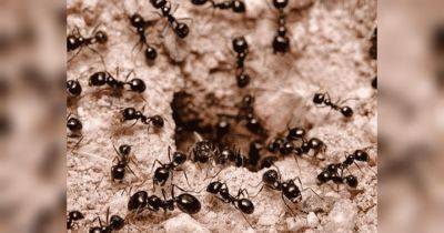 Сделайте так, и муравьи никогда больше не вернутся к вам в сад или на огород — даже через 20 лет