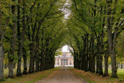 Вильнюс ужесточает порядок: за срубленное дерево, возможно, придется заплатить более миллиона евро