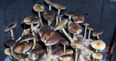 Впервые в мире: в Австралии будут лечить депрессию экстази и галюциногенными грибами