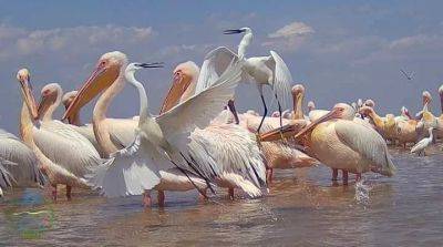 Розовые фламинго и розовые пеликаны прилетели в нацпарк Тузловские лиманы – фото - apostrophe.ua - Украина