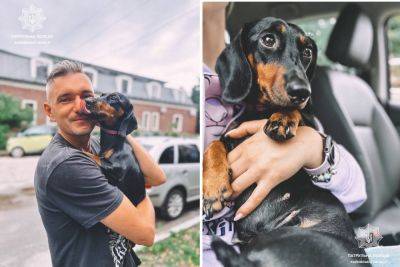 В Харькове нашелся хозяин собаки, которую приютила полицейская
