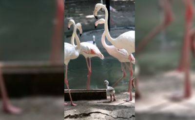 В Ташкентском зоопарке впервые вылупились птенцы розовых фламинго. Видео