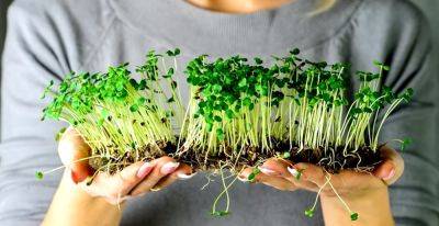 Как вырастить микрогрин дома: простой способ, который поможет вам обзавестись небольшим огородом на подоконнике