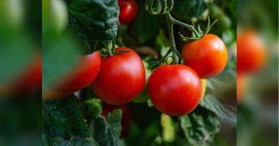 Секреты больших урожаев: что огородникам обязательно нужно сделать с томатами в июле
