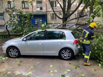 На три автомобиля и трамвайные пути деревья упали из-за непогоды в Харькове
