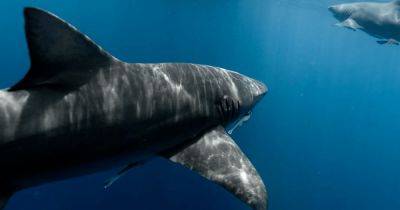 Стали опасней: акулы начали сбиваться в стаи и поджидать людей у берегов