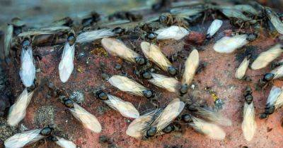 "День летающих муравьев": 1,5-километровый рой насекомых напугал людей