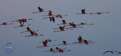 Сотни фламинго и пеликанов проводят лето на Тузловских лиманах | Новости Одессы