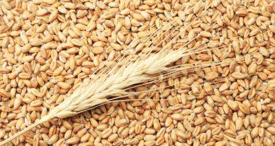 Ввоз украинской пшеницы в Польшу в 2023 году, до запрета ЕК, вырос в 600 раз