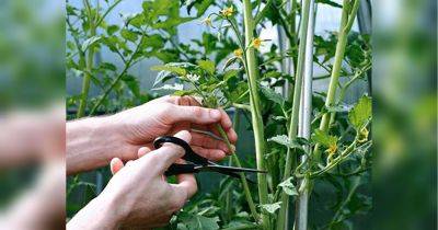Как бесплатно увеличить количество кустов томатов: советы от украинской биологии (видео)