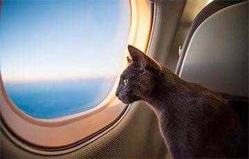 «Мои коты летали к заказчику на самолетах»