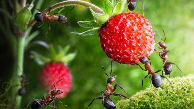 Возьмите обычную соду: во как быстро избавиться от муравьев на огороде или на даче
