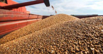Небольшой недобор урожая зерна Беларусь планирует компенсировать закупкой в России