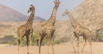 Долгий путь домой. Давно вымерший подвид жирафов возвращается в Анголу спустя более 20 лет - focus.ua - Украина - Ангола - Намибия