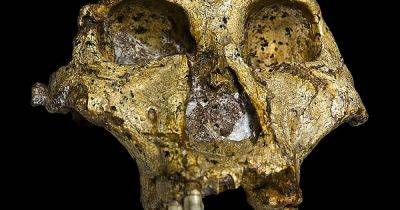 Получена самая древняя ДНК от предка человека: ее вытащили из зуба, которому 2 млн лет