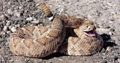 Проблемы с репутацией. Ученые считают, что гремучие змеи на самом деле милые и любят обниматься
