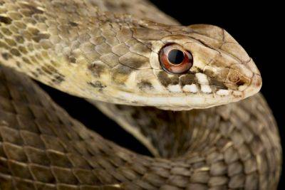 Хайфа: ядовитая змея поселилась в шкафу и укусила 7-летнего ребенка