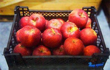 В Беларусь перестанут завозить польские яблоки, которыми сейчас завалены полки магазинов