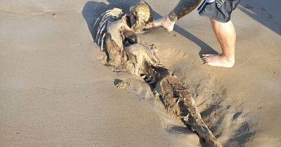 Похоже на русалку: в Австралии нашли останки загадочного существа, выброшенного на пляж (фото)