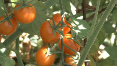 Как заставить созревать помидоры: рецепт подкормки, которая заставляет "краснеть"