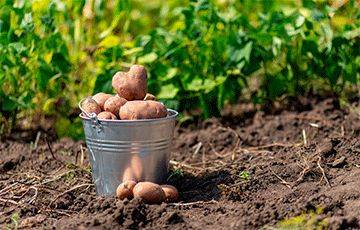В Минске задержали «крупных картофельных мошенников»